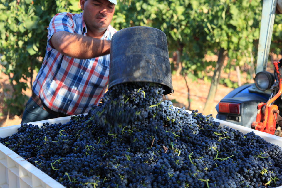 MUNDO DOS VINHOS2