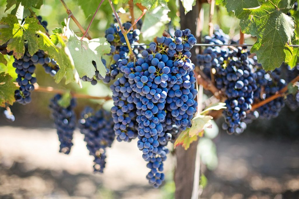 MUNDO DOS VINHOS3