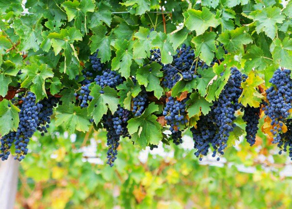 MUNDO DOS VINHOS5