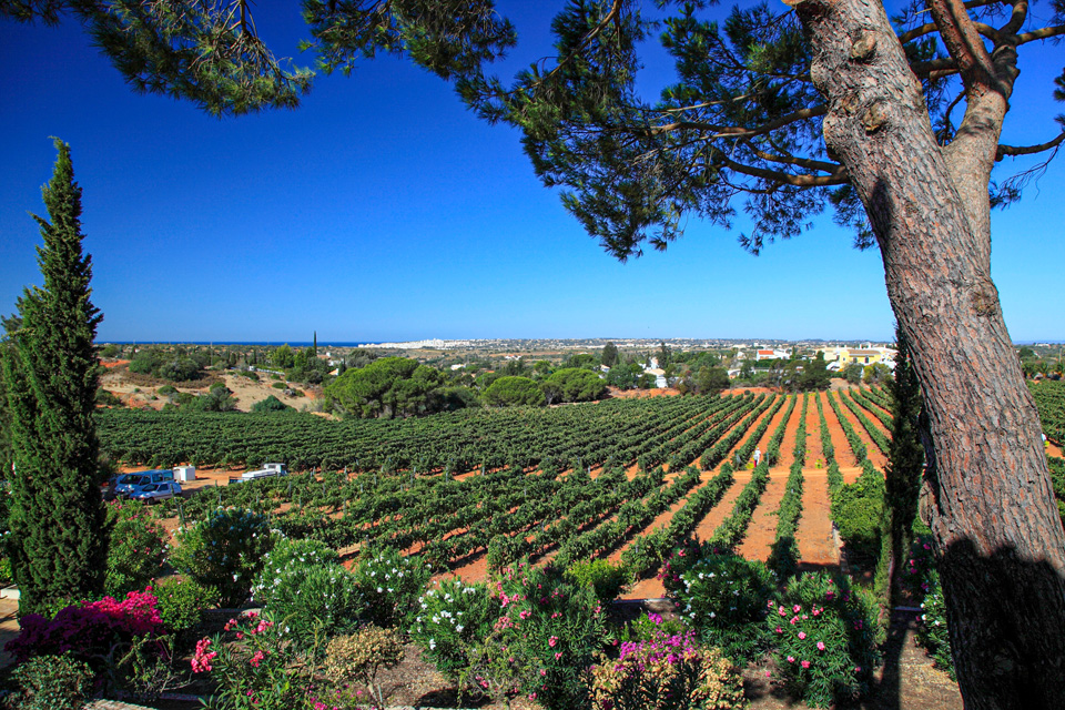 MUNDO DOS VINHOS7