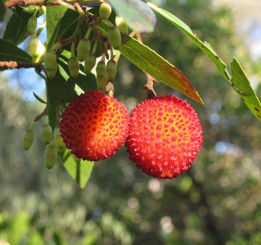 medronheiro