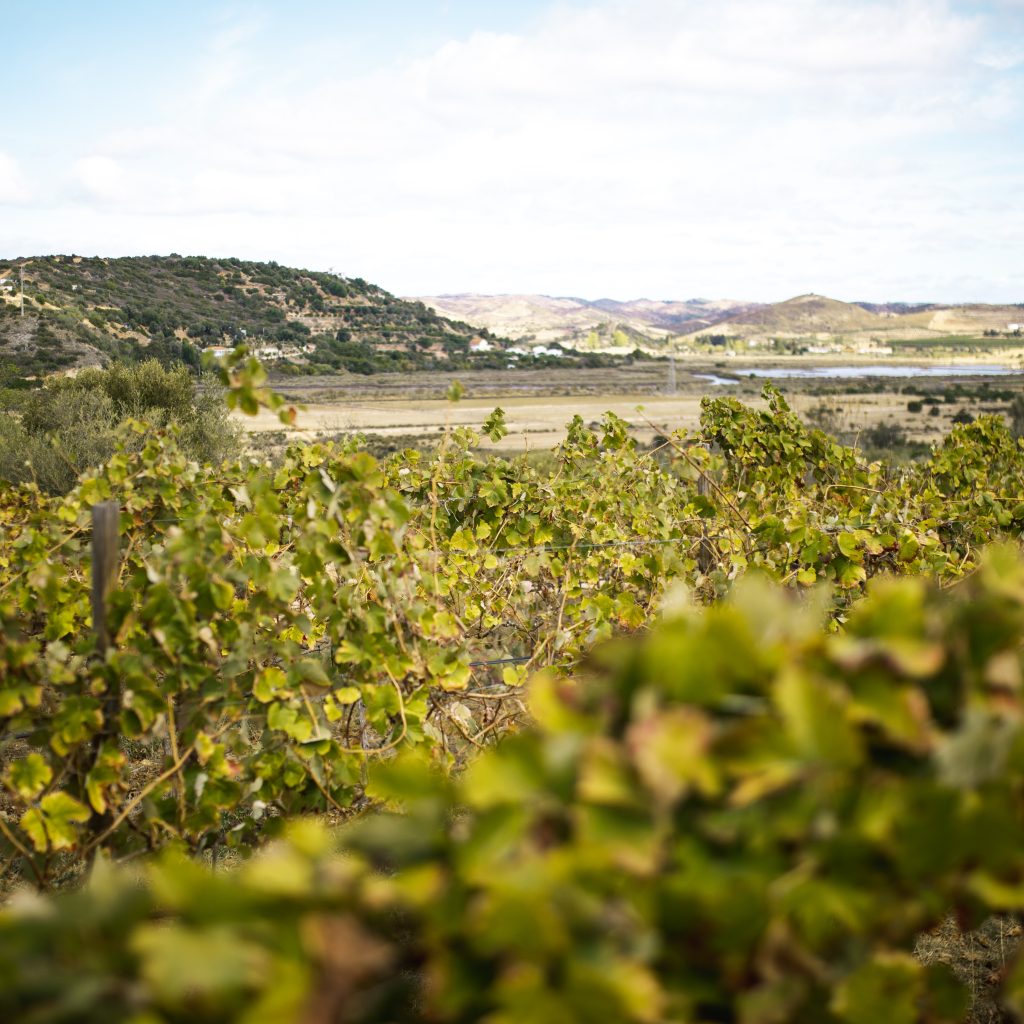 prova de vinhos