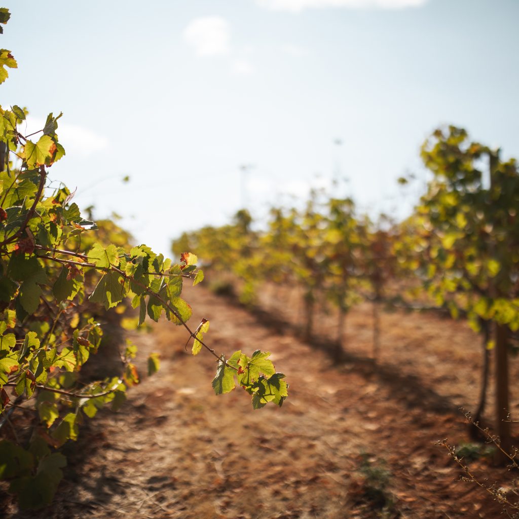 prova de vinhos (2)
