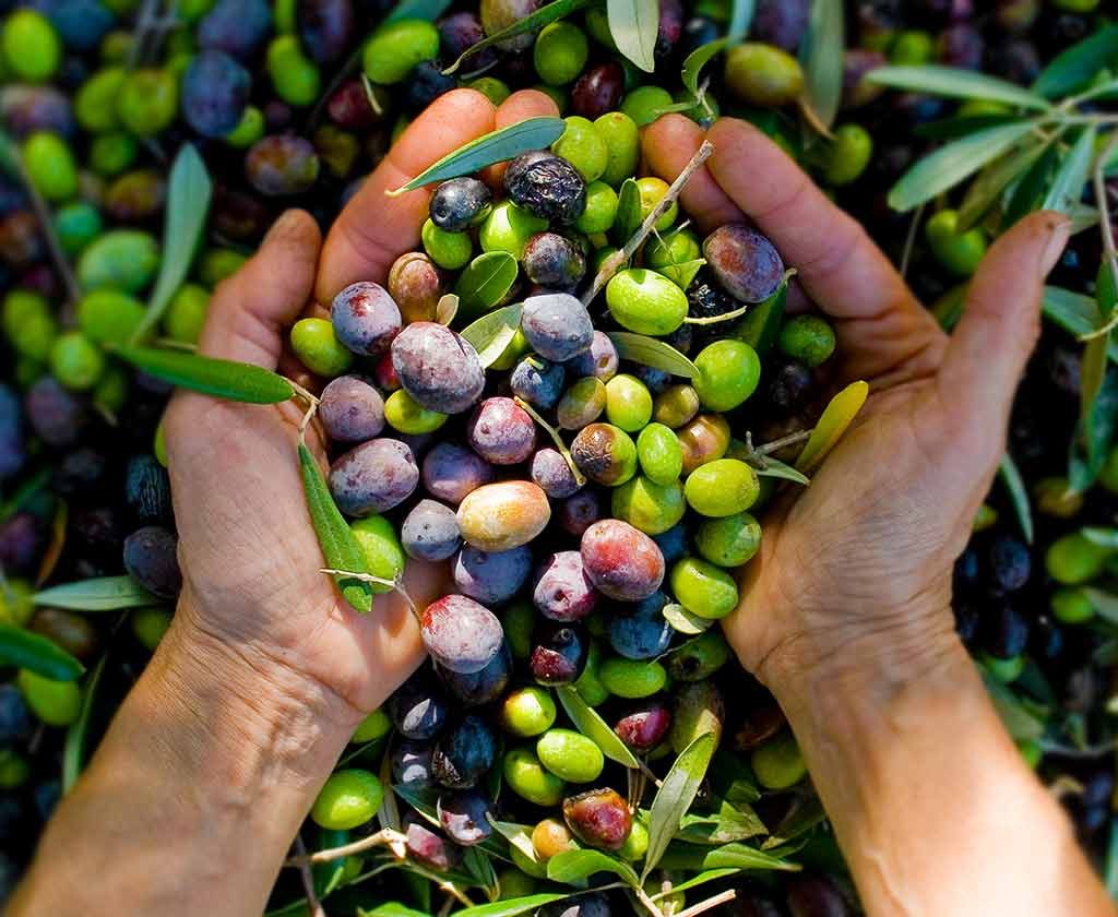 o_poder_nutritivo_das_azeitonas_fruto_1227202213745-AM